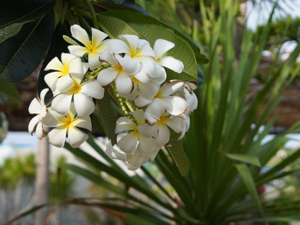 Ăn gì khi ở Daisy Home Mỹ&nbsp;Tho