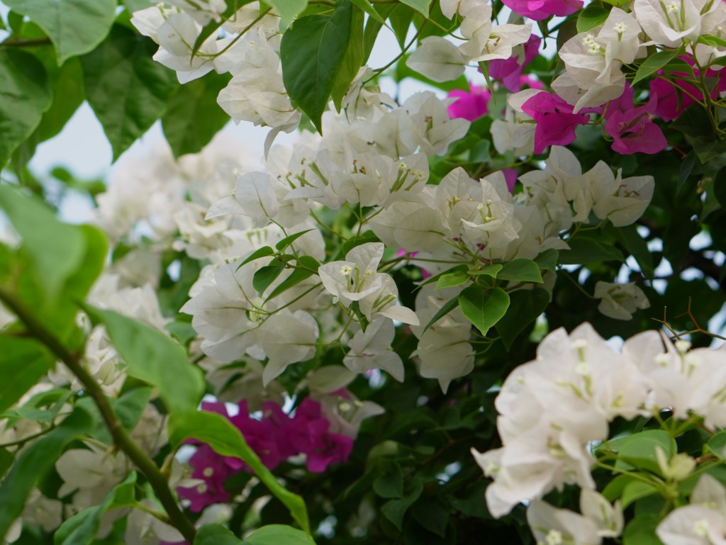 Ngày 2 ở Mỹ&nbsp;Tho